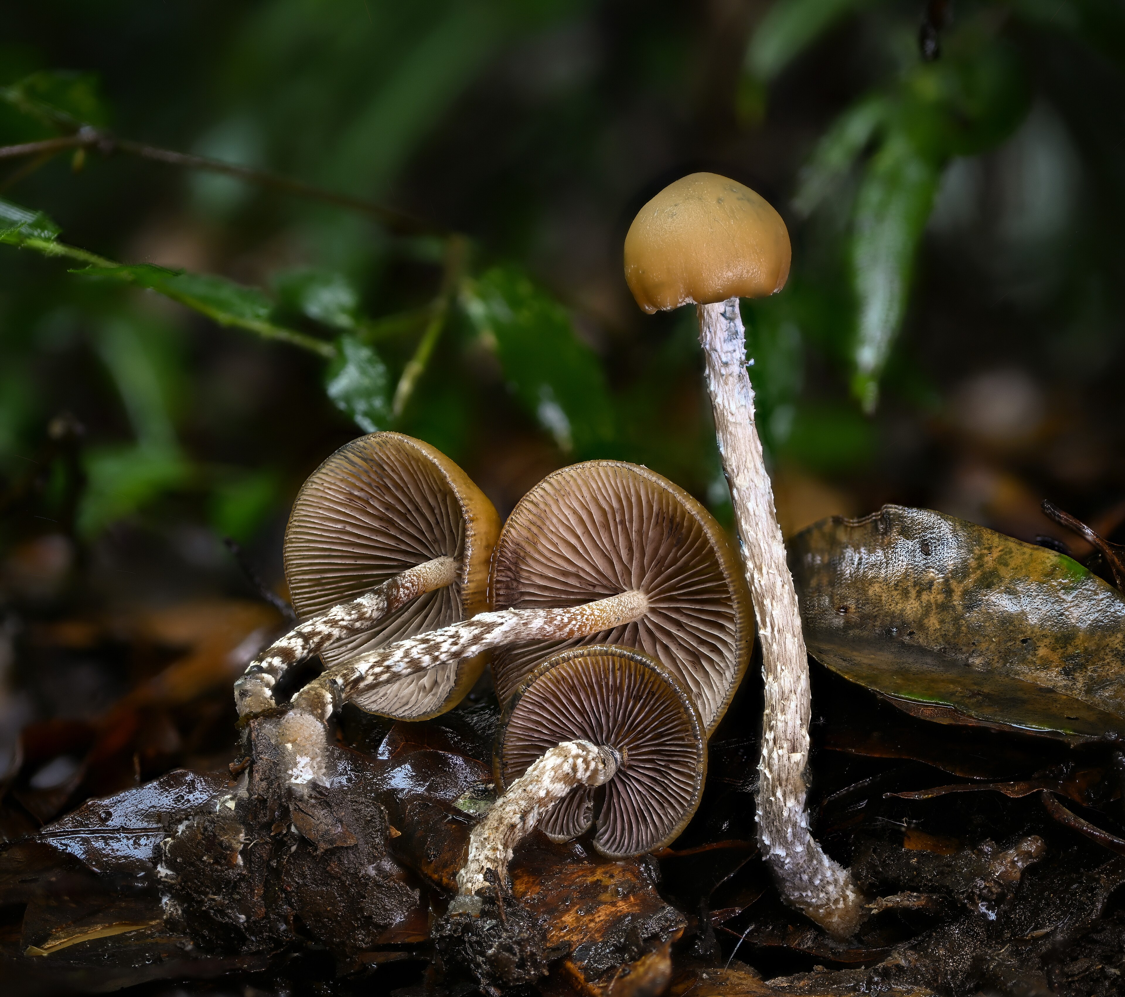 Psilocybe zapotecorum (Hongo de los Zapotecas)