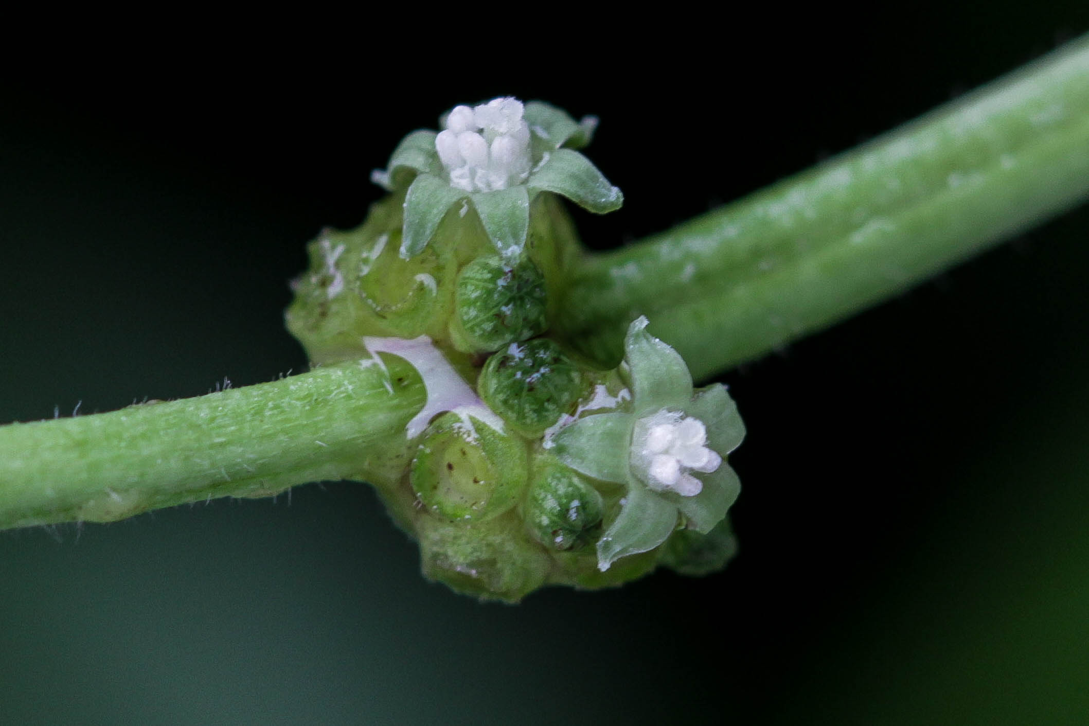 psychotria viridis