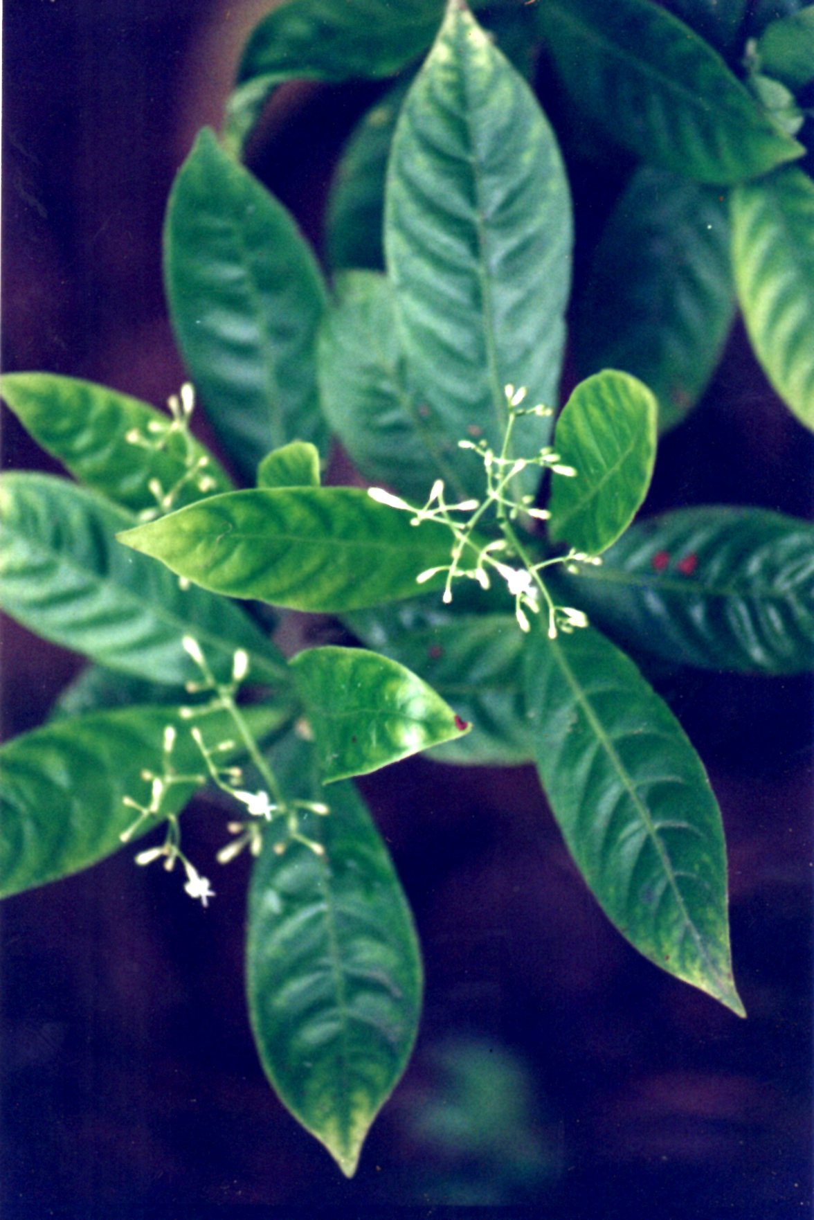 Psychotria viridis (Chacruna)