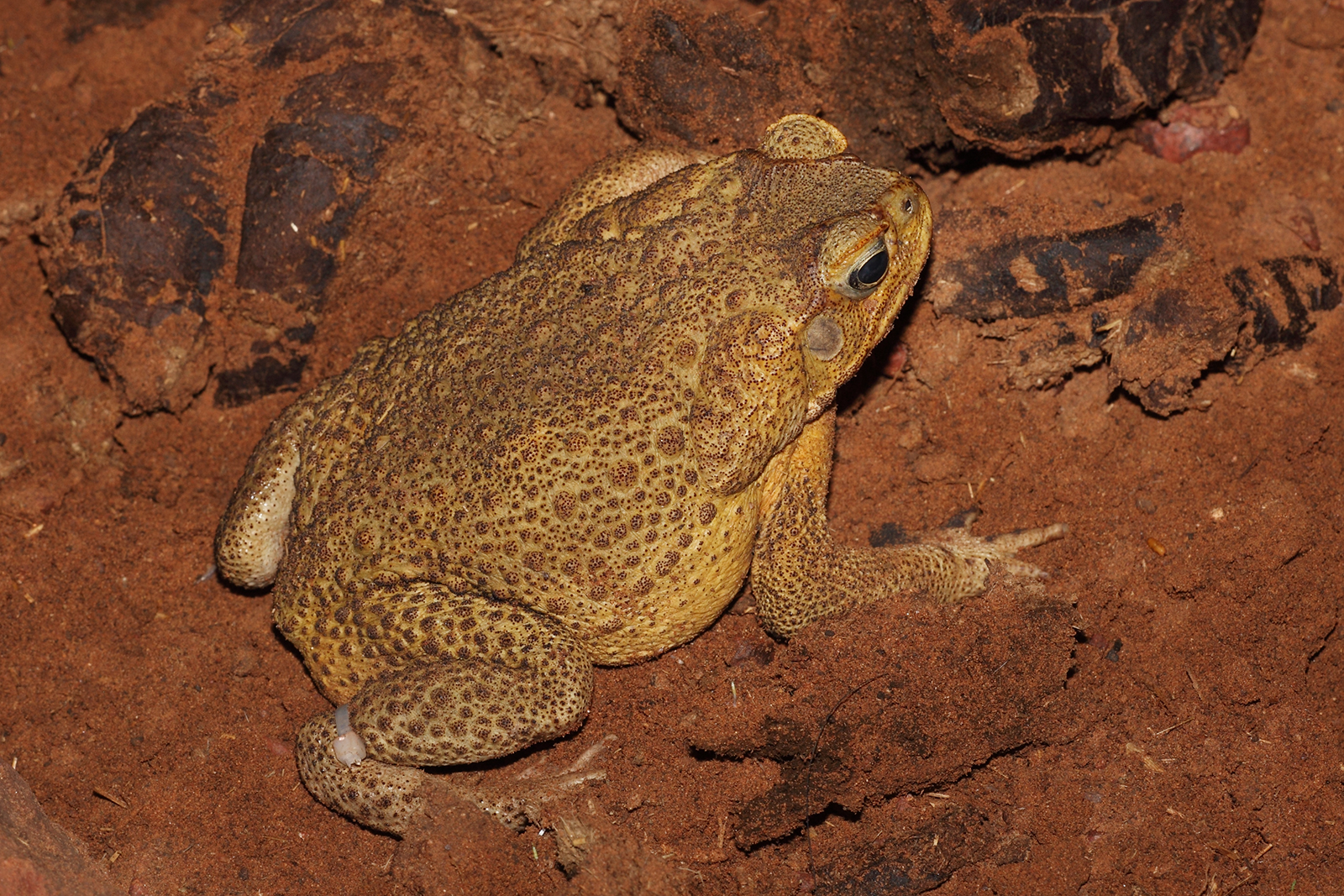 Rhinella marina (Cane Toad)