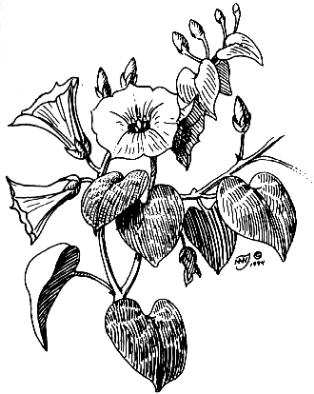 Rivea corymbosa (Ololiuqui)