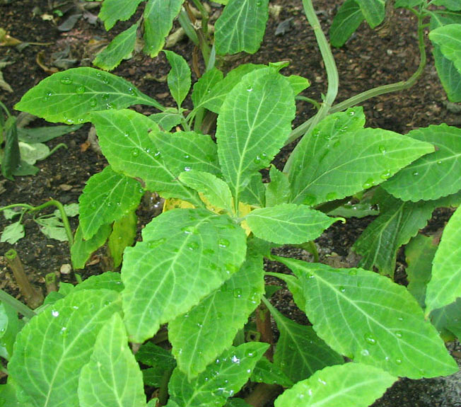 Salvia divinorum (Diviner's Sage)
