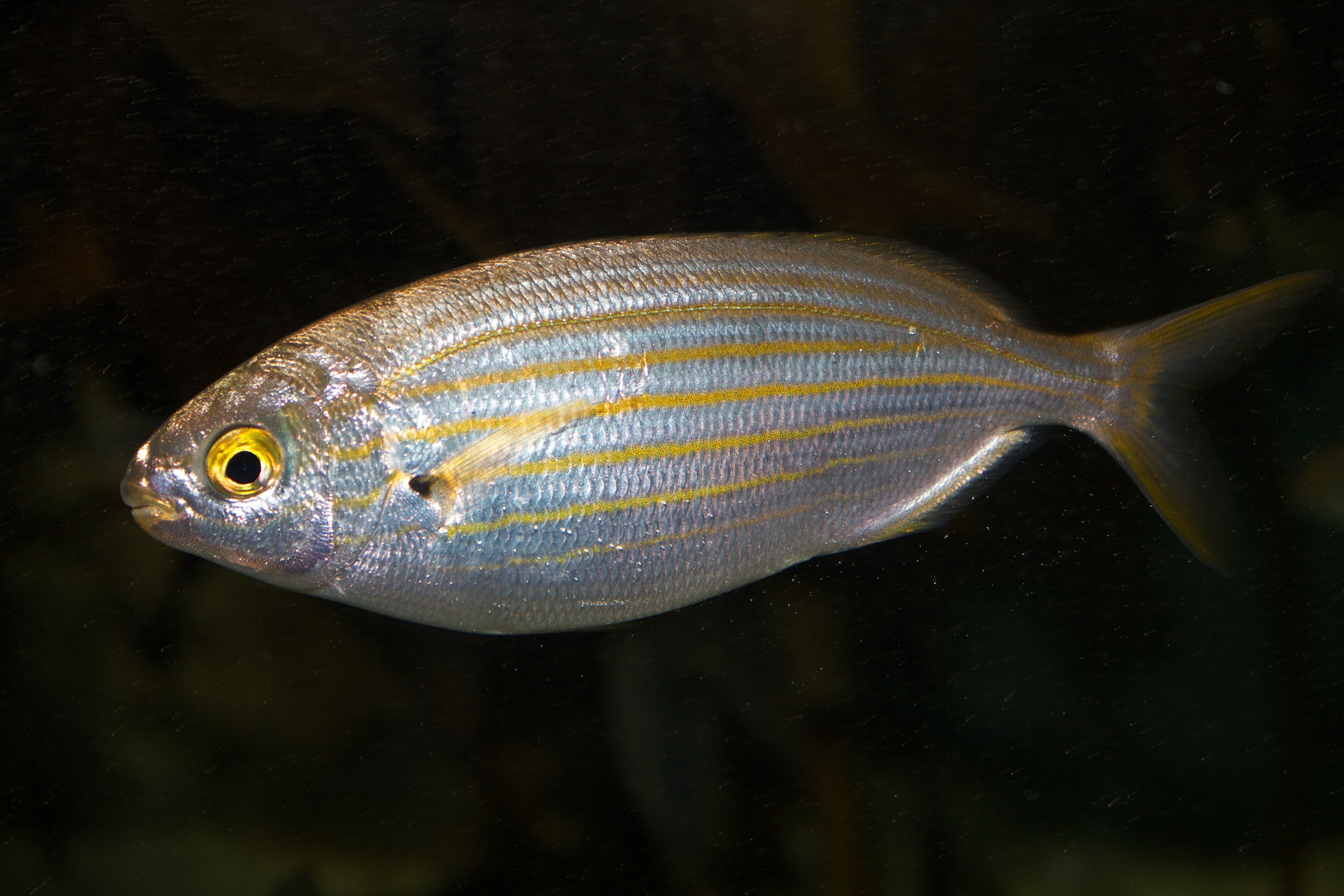 Sarpa salpa (Dreamfish)