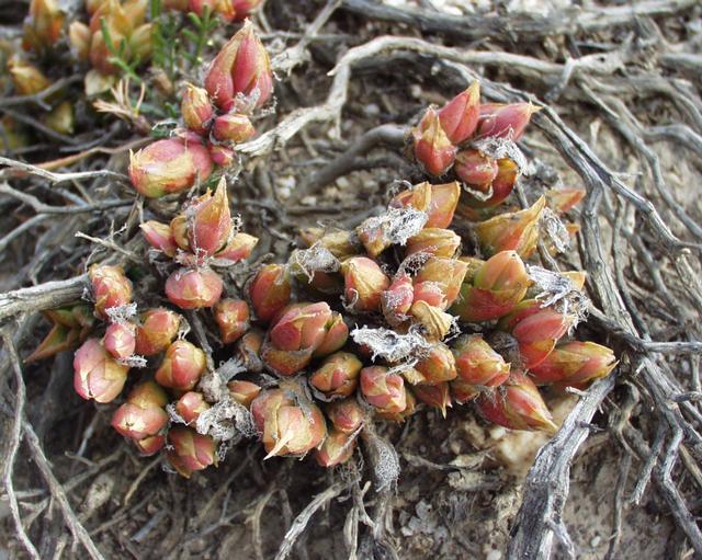 Sceletium tortuosum (Kanna)