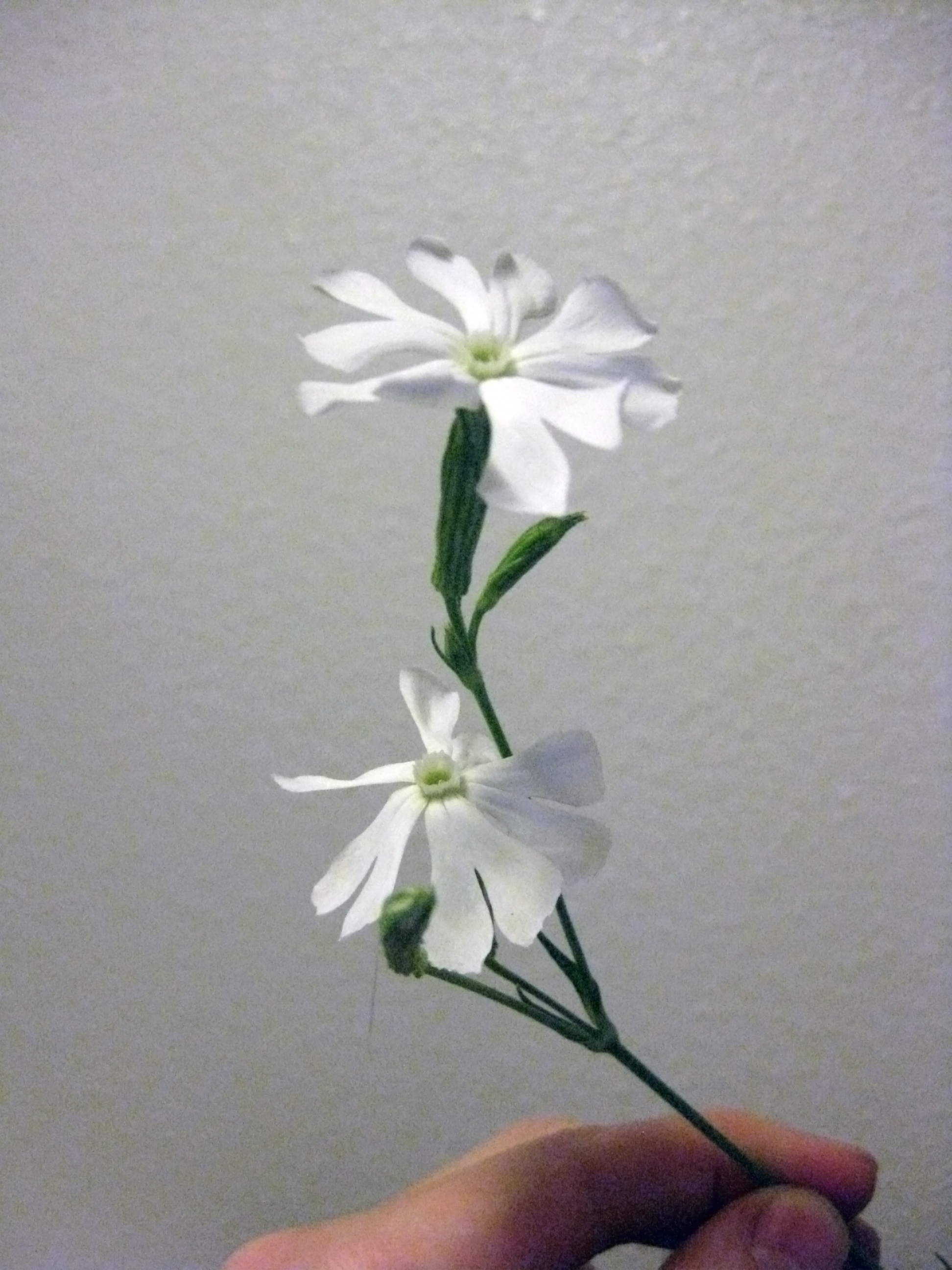 silene undulata