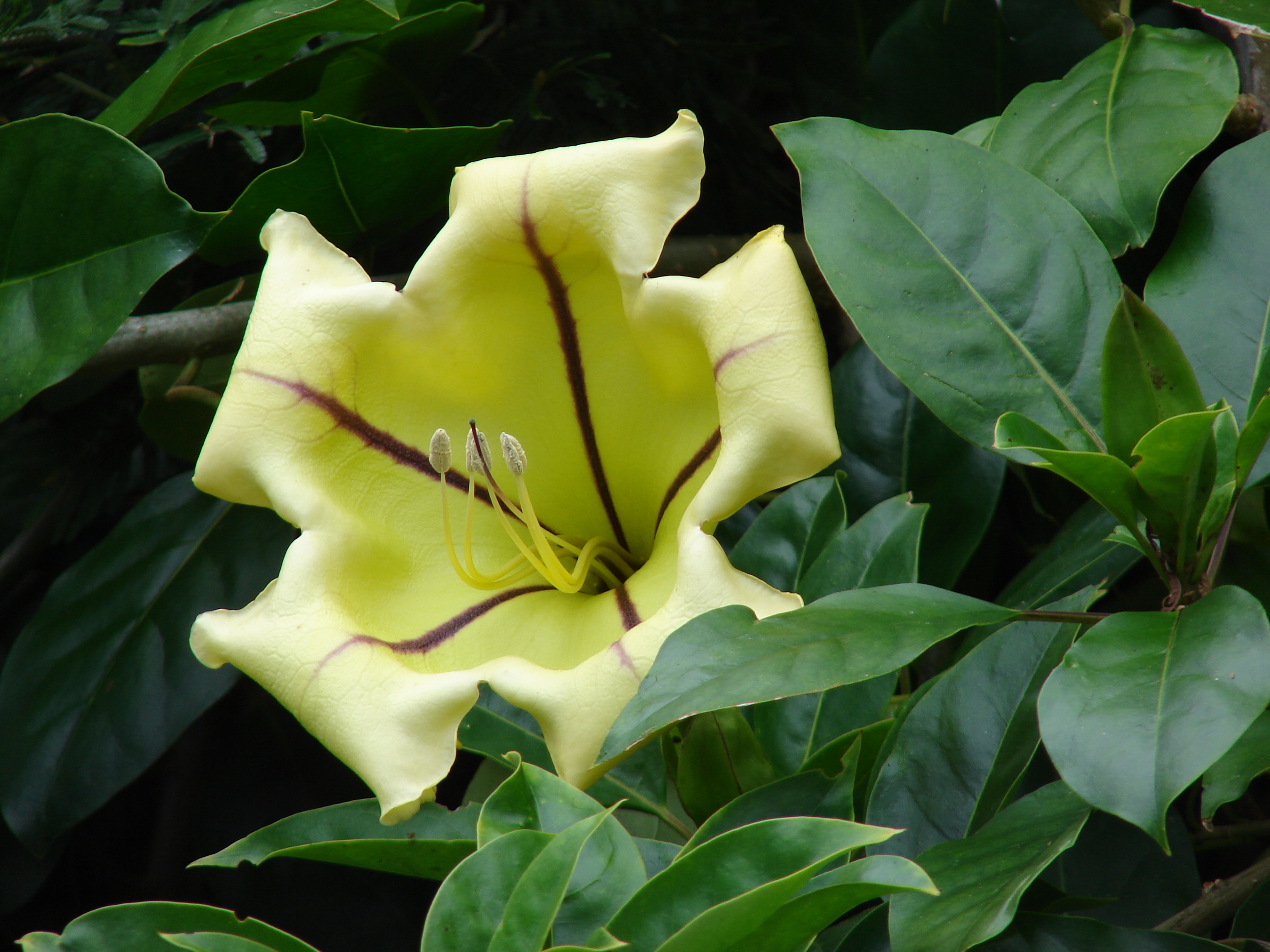 Solandra brevicalyx (Chalice Vine)
