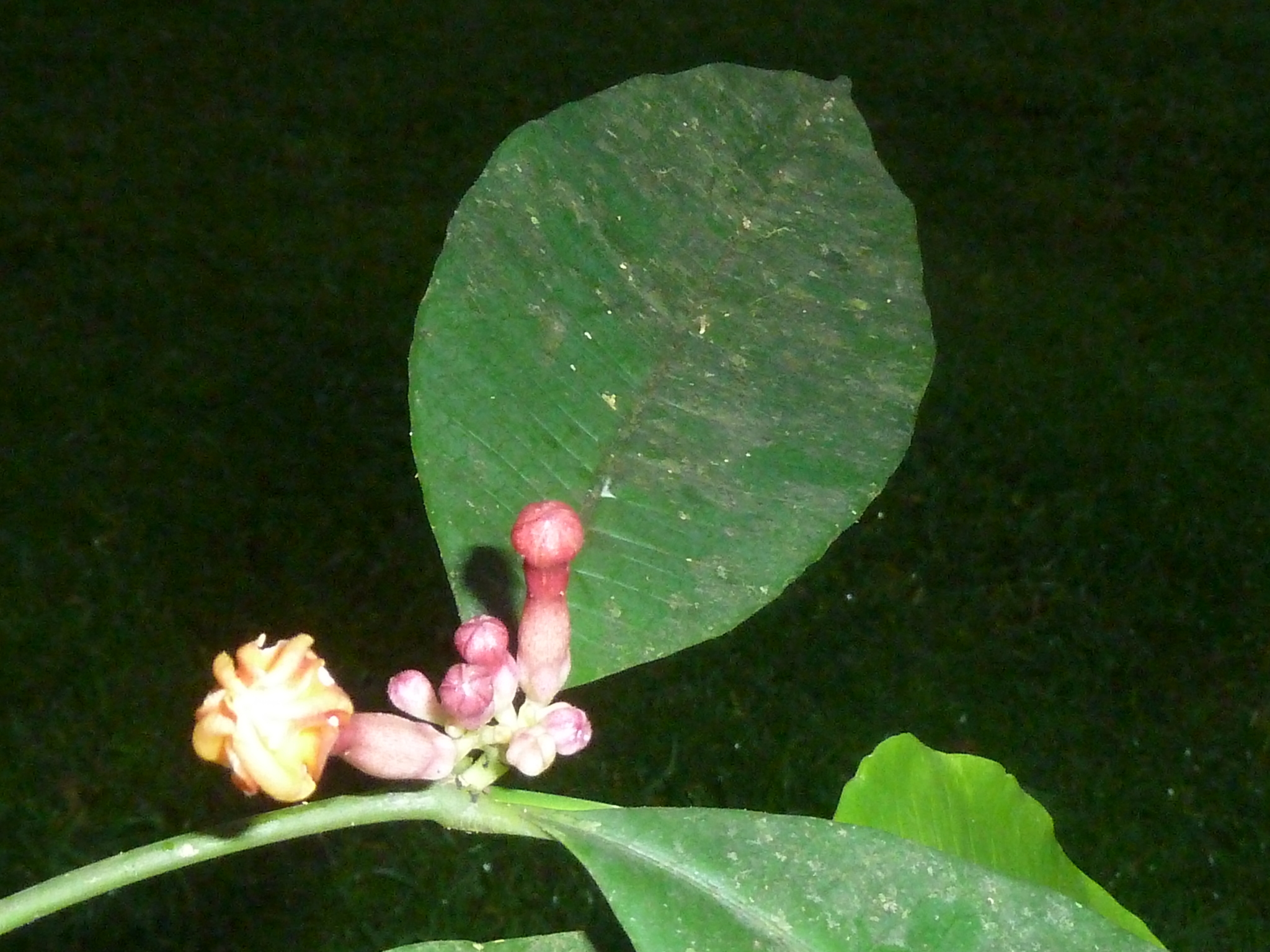 Tabernaemontana undulata (Sananga)