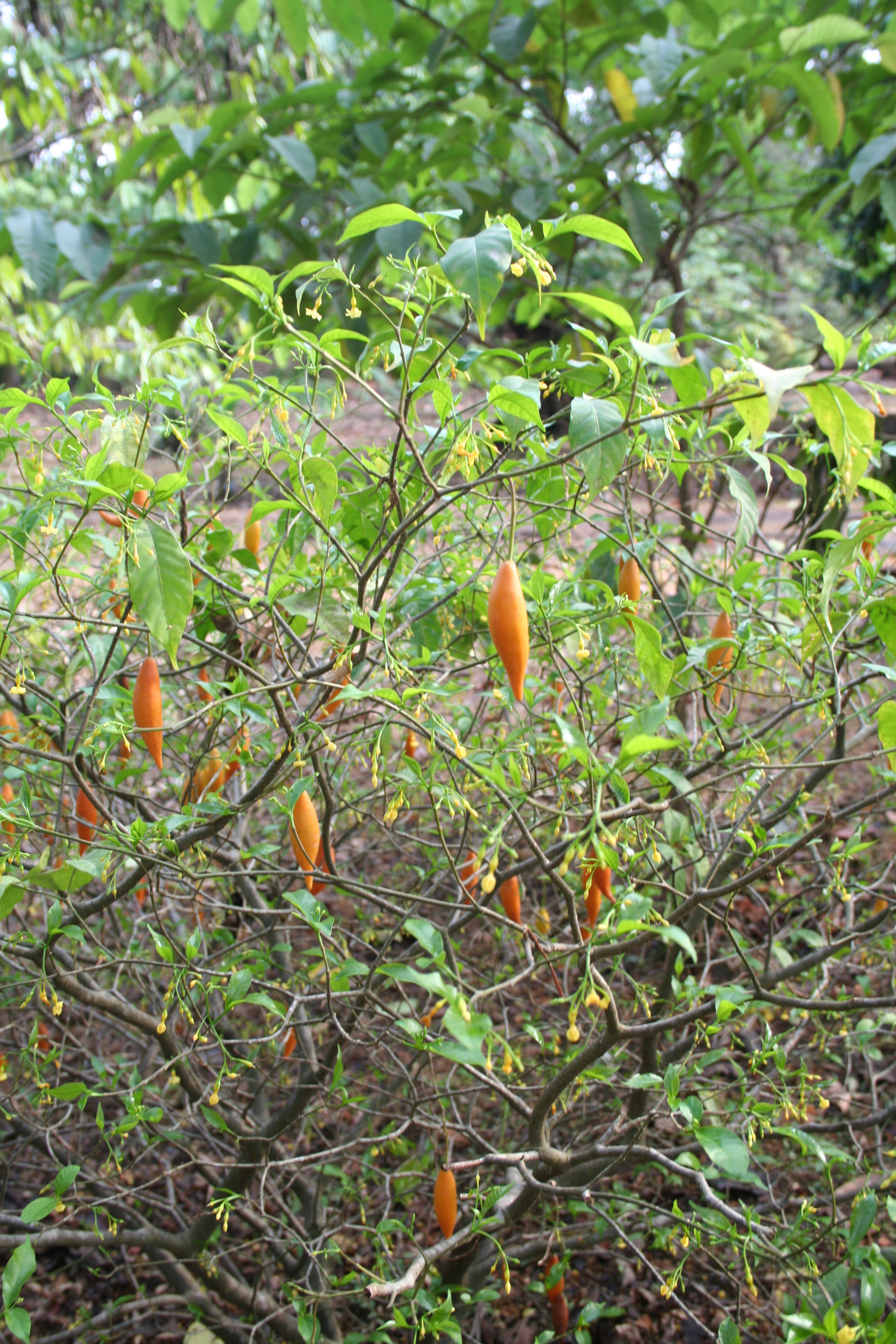 tabernanthe iboga