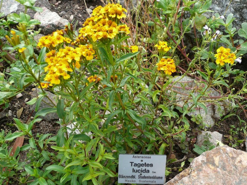 Tagetes lucida (Mexican Mint Marigold)