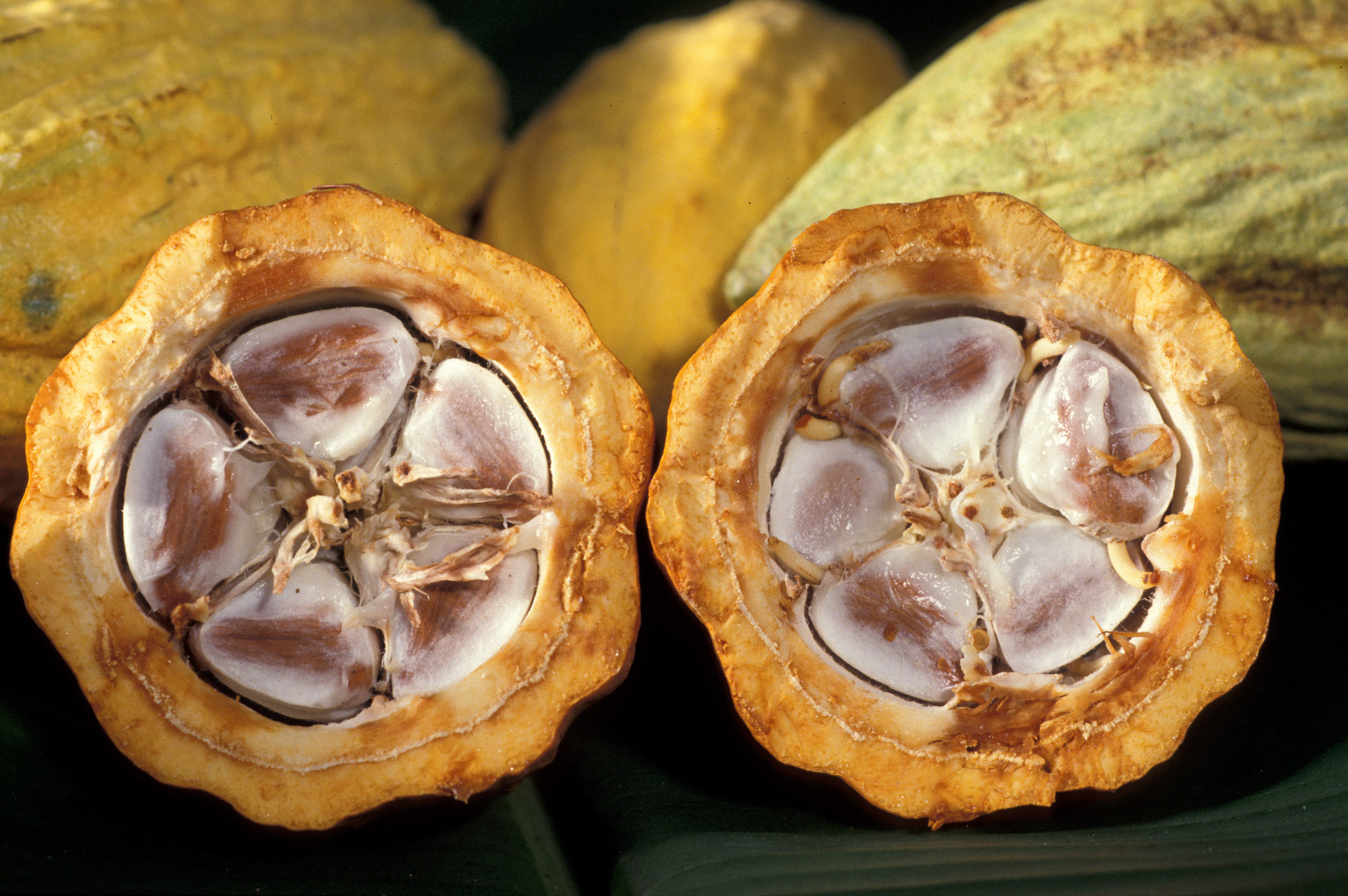 theobroma cacao