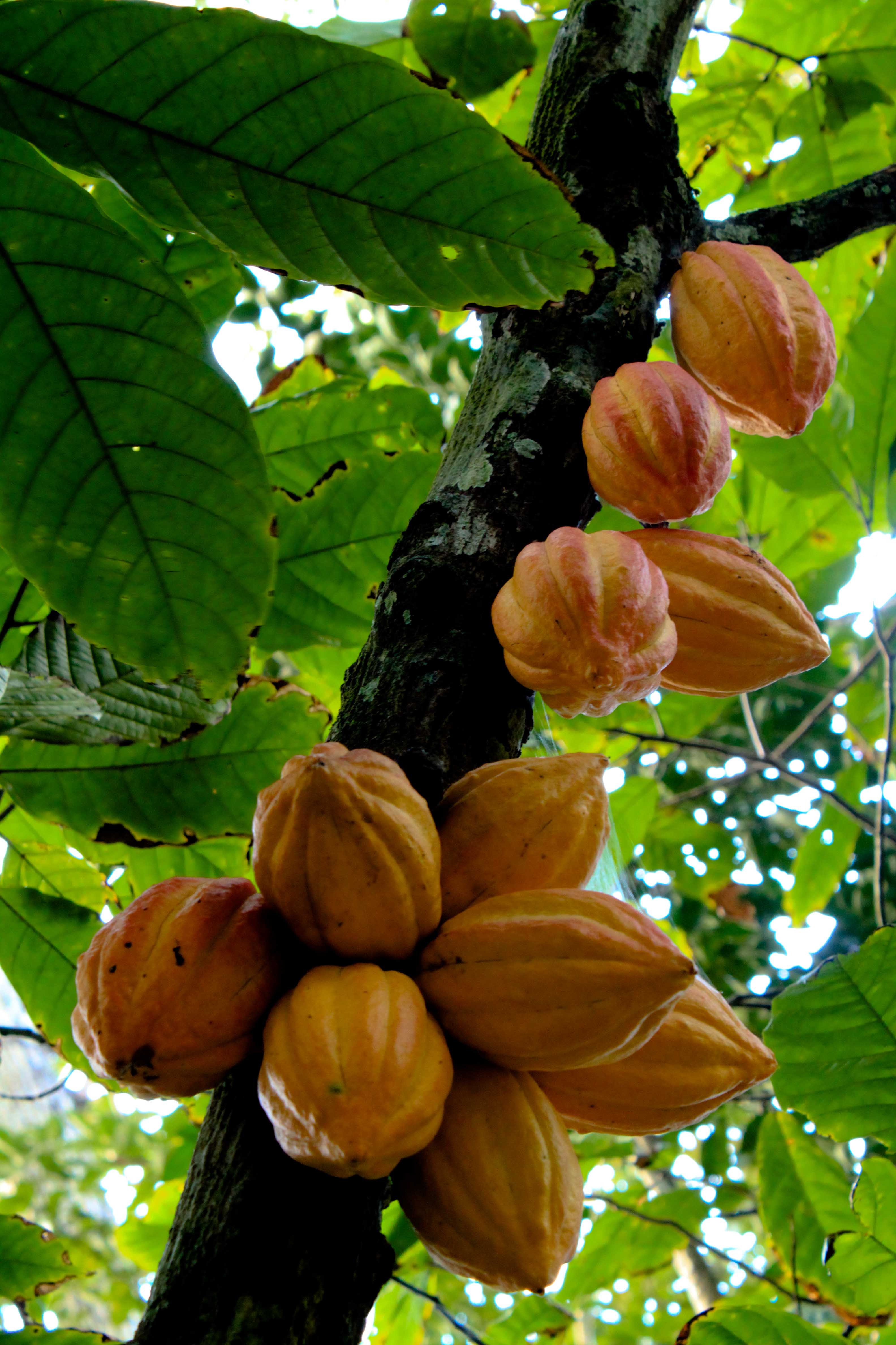 Theobroma cacao (Cacao)