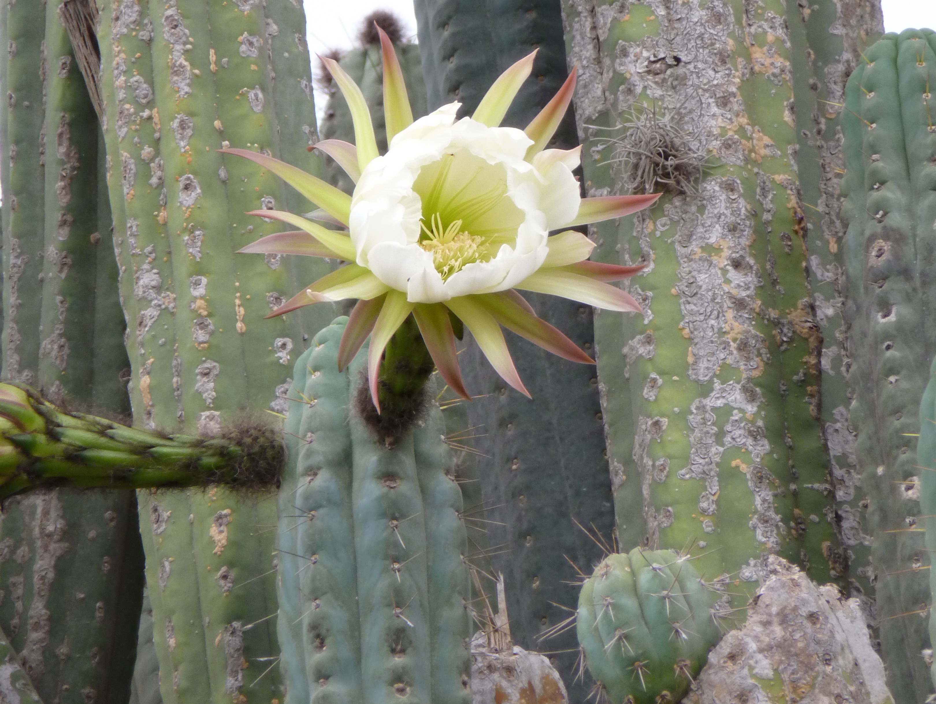 Trichocereus bridgesii (Bolivian Torch)