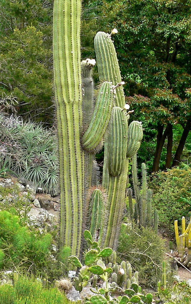 Echinopsis terscheckii (Cardón Grande)