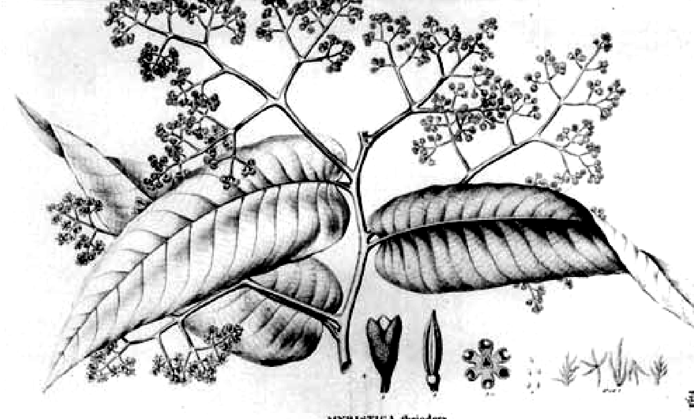 Virola theiodora (Epená)
