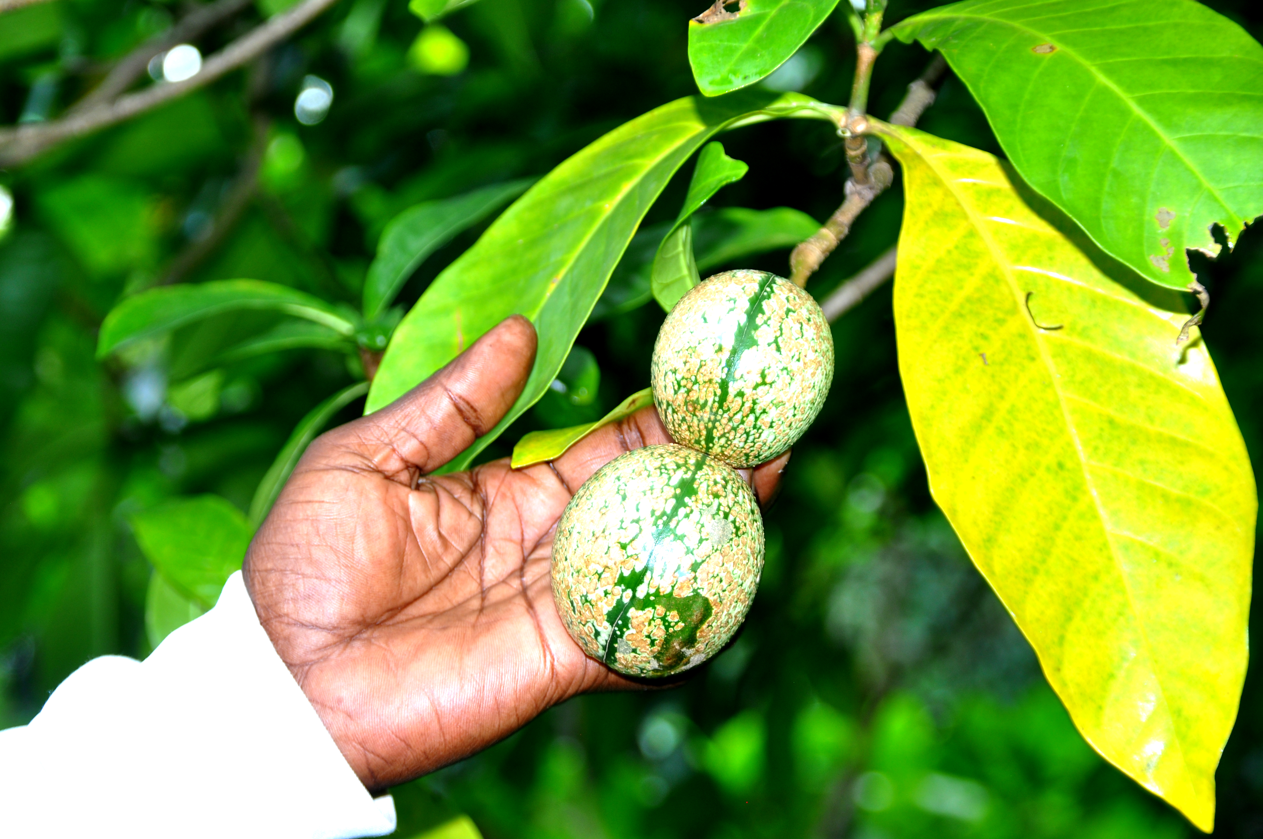 voacanga africana