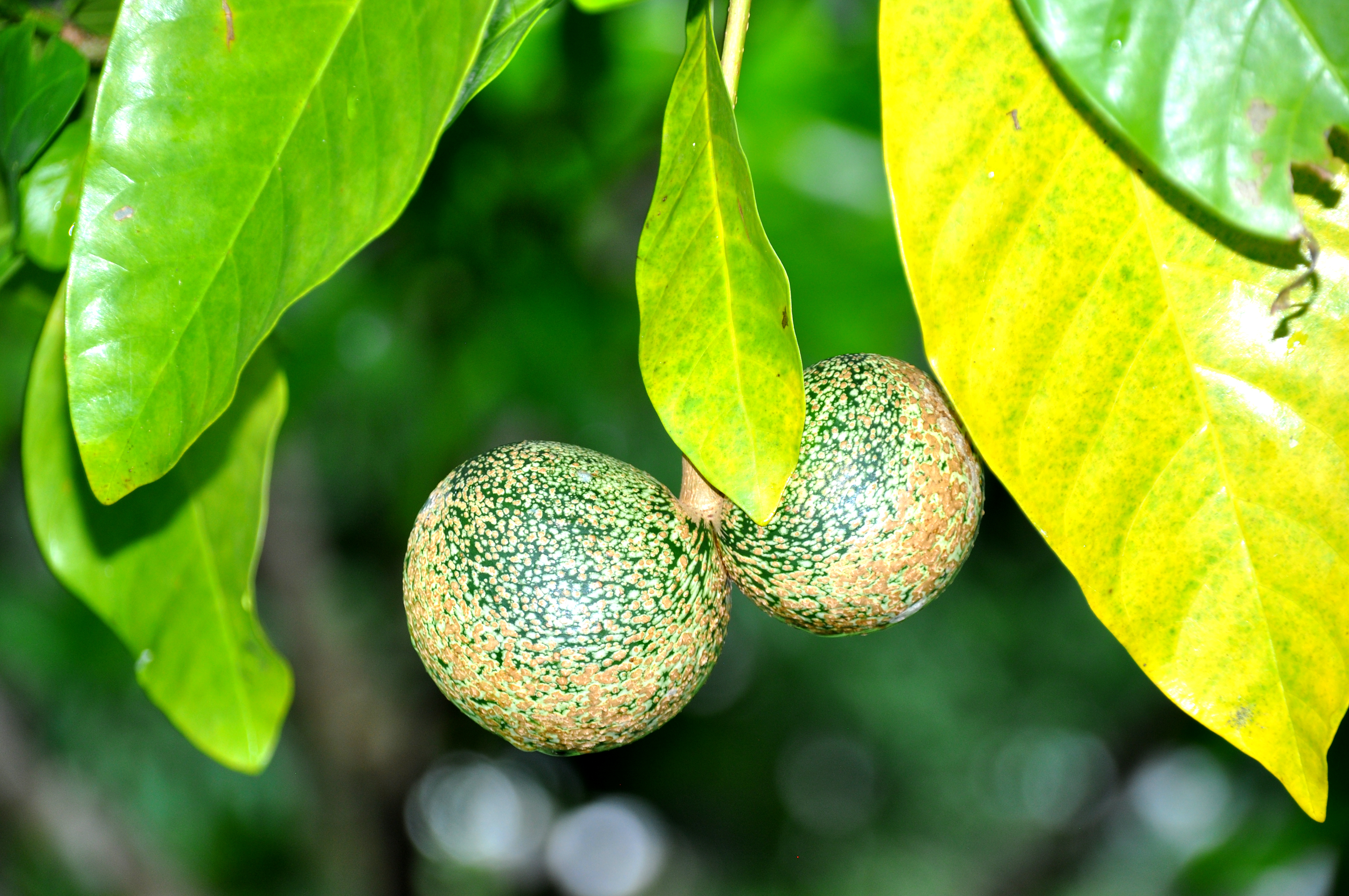 voacanga africana
