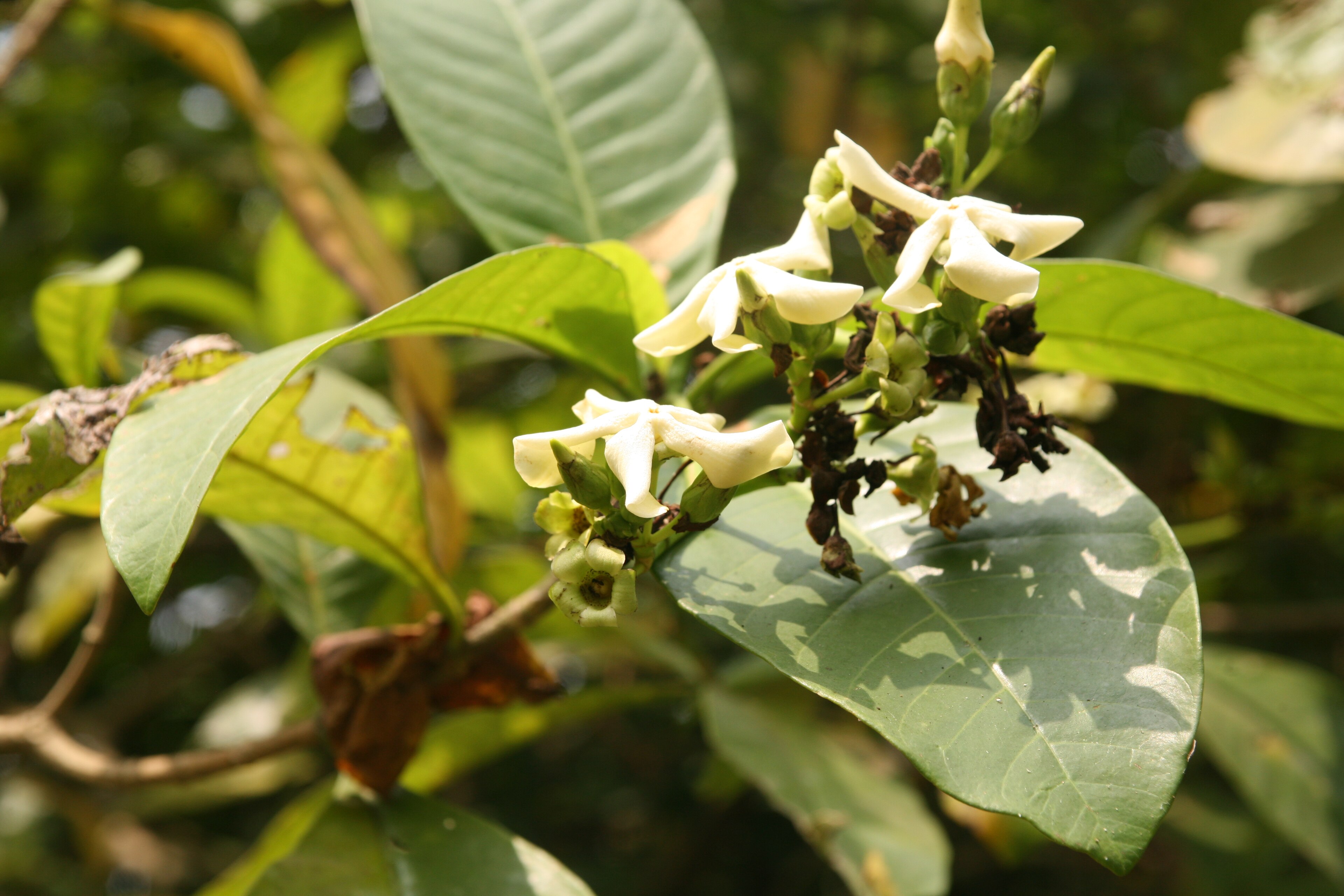 Voacanga africana (Voacanga)